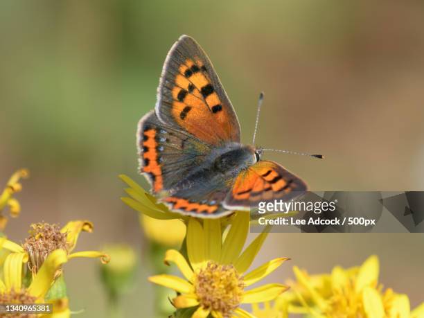 close-up of butterfly pollinating on flower,west lulworth,united kingdom,uk - baie de studland photos et images de collection