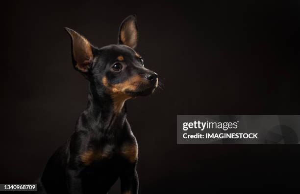 miniature pinscher puppy dog on dark background - miniature pinscher puppy bildbanksfoton och bilder