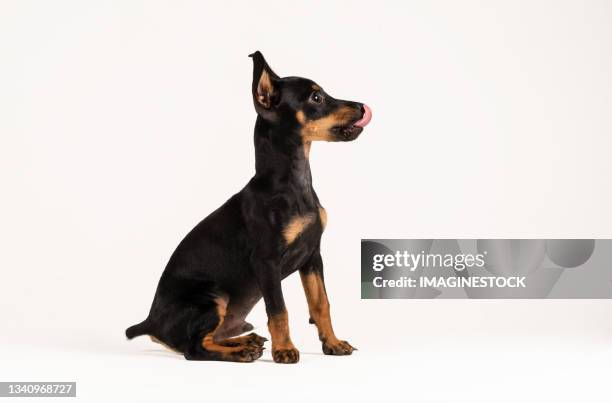 miniature pinscher puppy dog on white background - mini short stockfoto's en -beelden