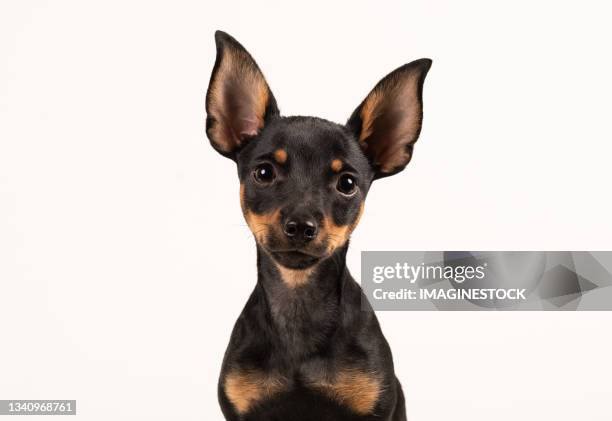 miniature pinscher puppy dog on white background - dog eyes closed stock pictures, royalty-free photos & images