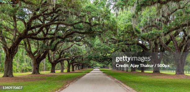 empty road along trees in park,charleston,south carolina,united states,usa - south carolina fotografías e imágenes de stock