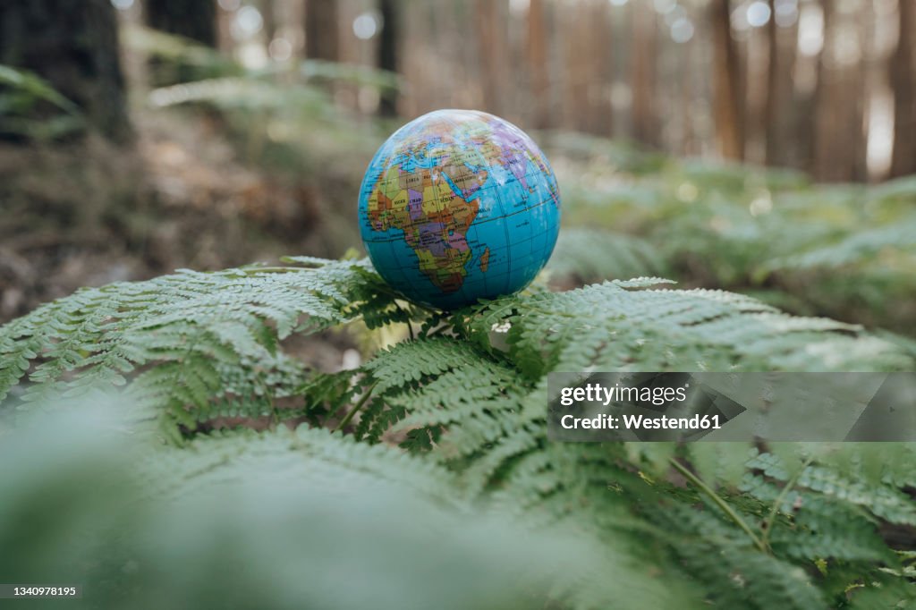 Earth globe on plant in forest
