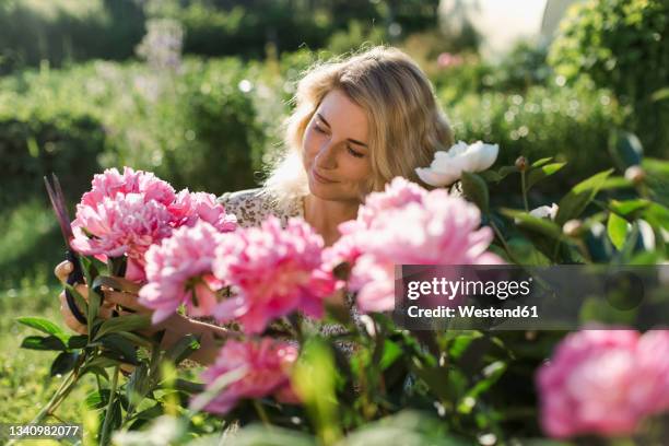 woman cutting flowers at garden - pfingstrose stock-fotos und bilder