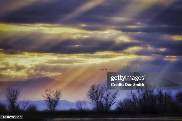 Merced Rufufu Los Banos California Photos and Premium High Res Pictures - Getty Images