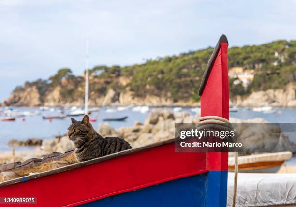 cats in the boat - grey boot stock-fotos und bilder