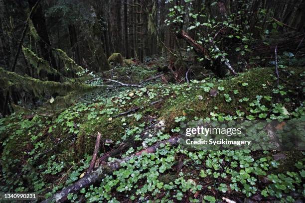 green forest floor in the pacific northwest - forest floor stock-fotos und bilder