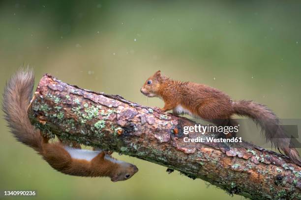 1 104 Squirrels Playing Stock Photos High Res Pictures And Images 1-104-squirrels-playing-stock-photos-high-res-pictures-and-images