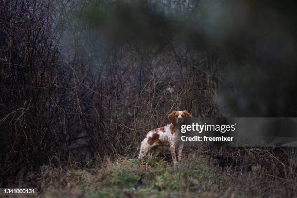 lindo perro atanding en campo de hierba en la naturaleza - perro de aguas fotografías e imágenes de stock