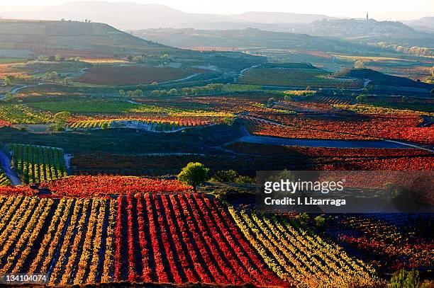 vineyards - スペイン ラリオハ州 ストックフォトと画像