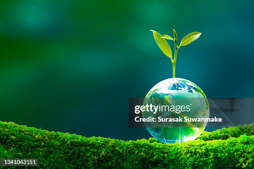 Concept of earth protection day or environmental protection hands to protect the growing forest Concept of earth protection day or environmental protection hands to protect the growing forest