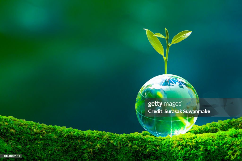 Concept of earth protection day or environmental protection hands to protect the growing forest