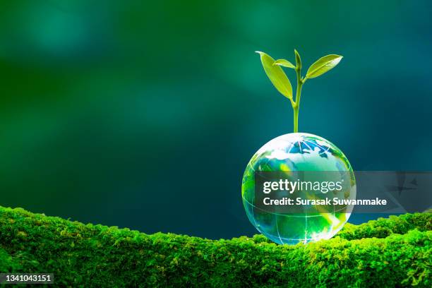 concept of earth protection day or environmental protection hands to protect the growing forest - verde estágio de flora - fotografias e filmes do acervo