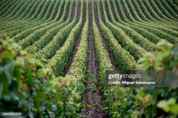 champagne vineyards - azienda vinicola foto e immagini stock