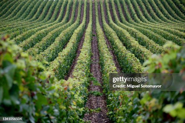 champagne vineyards - grapevine stock pictures, royalty-free photos & images
