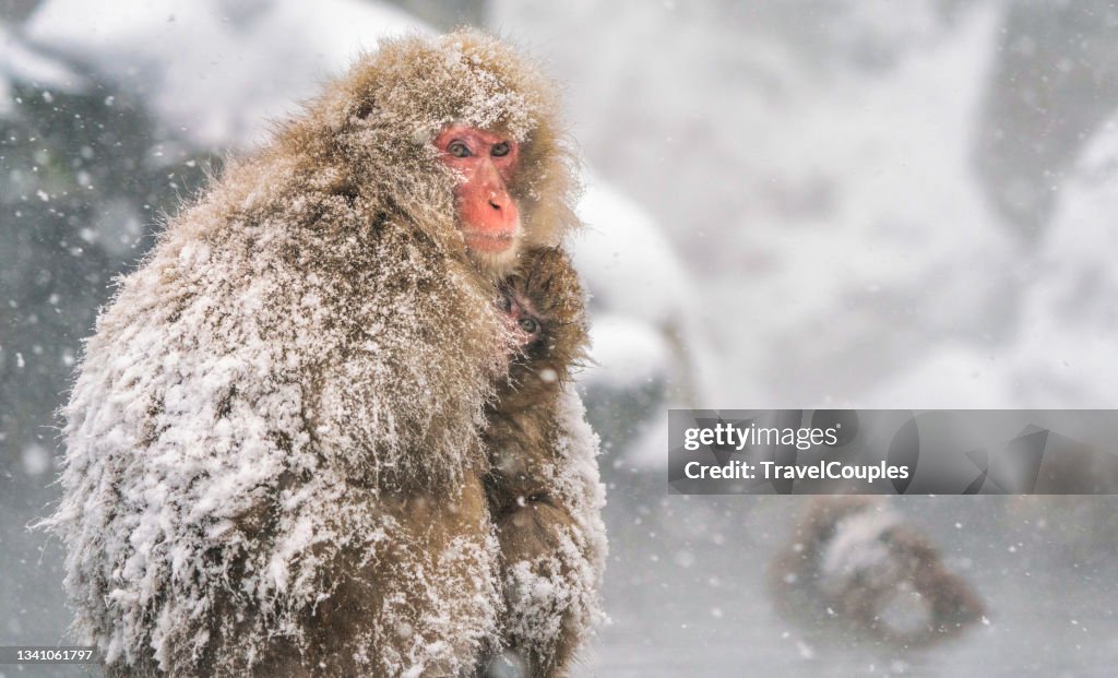 Japanese macaque or snow japanese monkey with onsen at snow monkey park or Jigokudani Yaen-Koen in Nagano, Japan during the winter season