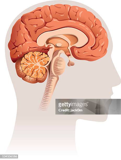 illustrations, cliparts, dessins animés et icônes de cerveau la section - modèle anatomique