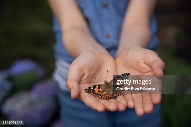 close up of a painted lady butterfly held gently in a child's outstretched hands. - vanessa blue stock pictures, royalty-free photos & images
