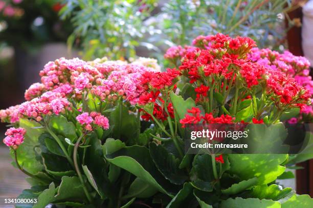 close-up image of flowering flaming katy potted plant (kalanchoe blossfeldiana) in garden, tropical succulent plant, pink, white and red flowers, garden background, focus on foreground - kalanchoe stock pictures, royalty-free photos & images