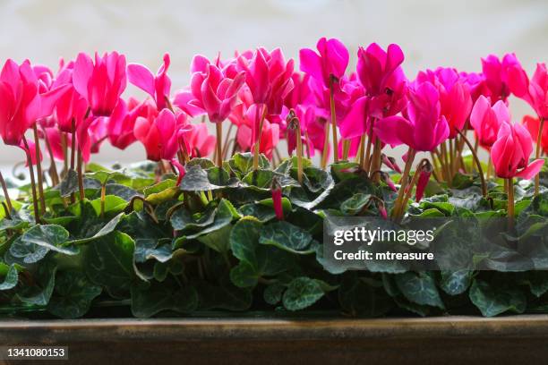 nahaufnahme von efeublättrigen alpenveilchen (cyclamen hederifolium), leuchtend rosa blüten mit grünem herzförmigem blatt im keramiktopf, fokus im vordergrund - alpenveilchen stock-fotos und bilder