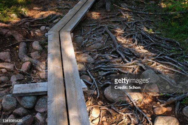 a footbridge in coniferous forest with roots on the ground - höga kusten bildbanksfoton och bilder