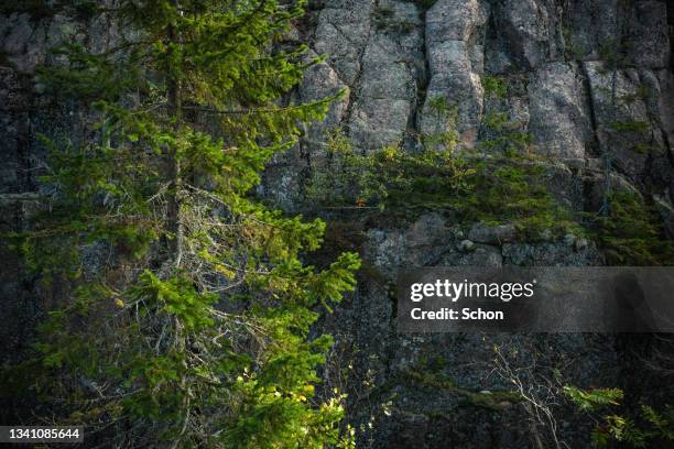 fir at a mountain wall - höga kusten bildbanksfoton och bilder