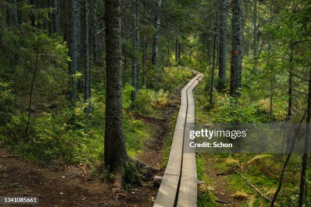 footbridge through coniferous forest in skuleskogen national park in the autumn - höga kusten bildbanksfoton och bilder