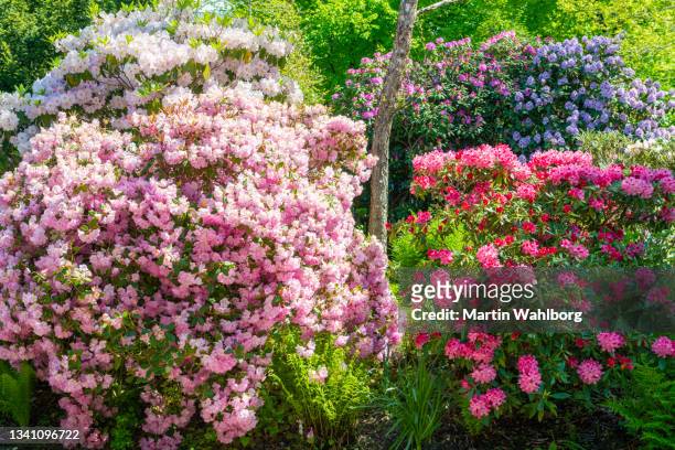 rhododendron multicolored - rhododendron stock pictures, royalty-free photos & images