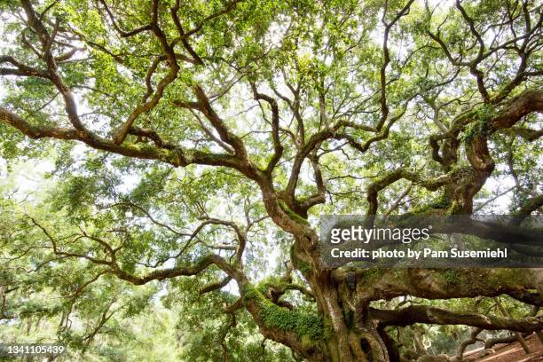 angel oak tree, johns island, south carolina - groenblijvende eik stockfoto's en -beelden