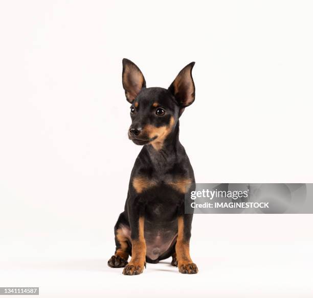 miniature pinscher puppy dog on white background - pincher bildbanksfoton och bilder