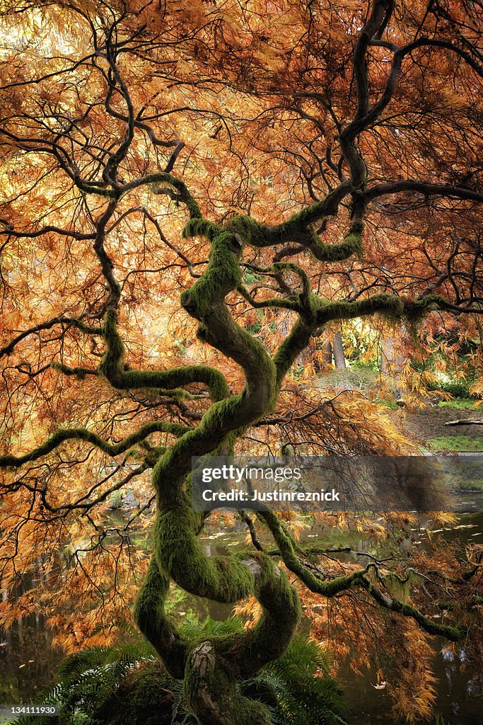 Japanese Maple