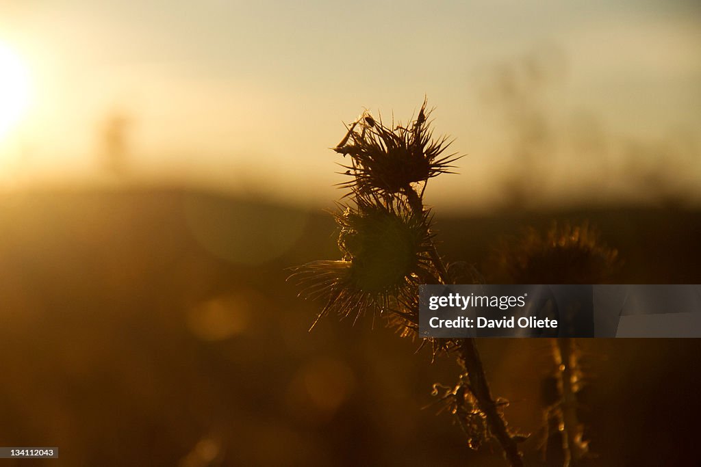 Sharp brown plant at sunshine