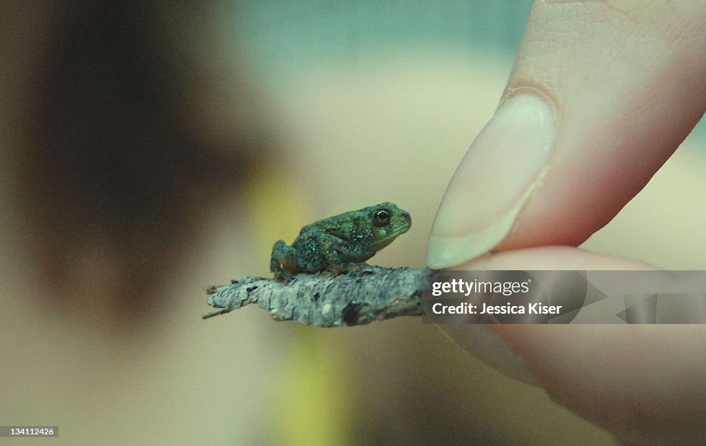 Human hand holding little green frog