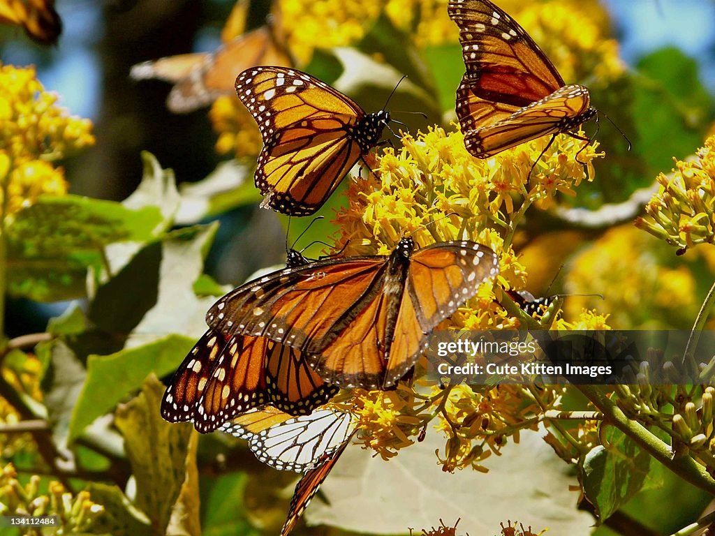 Butterflies