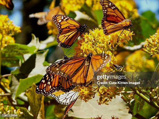 butterflies - mariposa tulip stock pictures, royalty-free photos & images