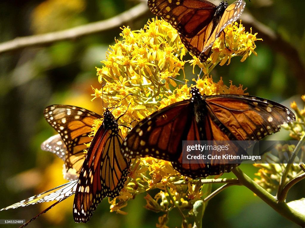 Monarch butterflies
