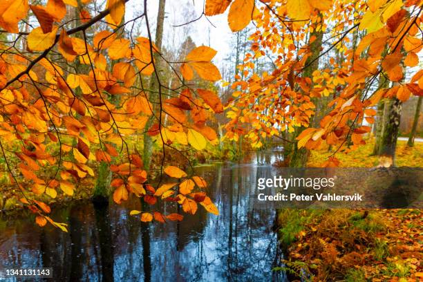 autumn trees by river - västra götalands län stockfoto's en -beelden