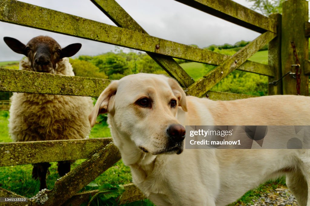 Pecora e un cane