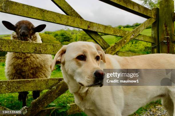 sheep and a dog - sheep stock pictures, royalty-free photos & images