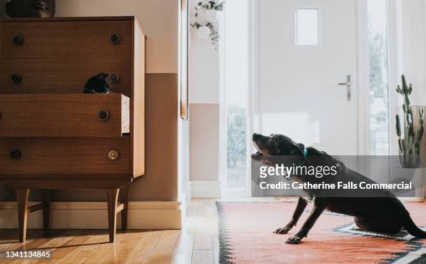 dog barks at a cat, who is sitting in a drawer. - angry dog foto e immagini stock