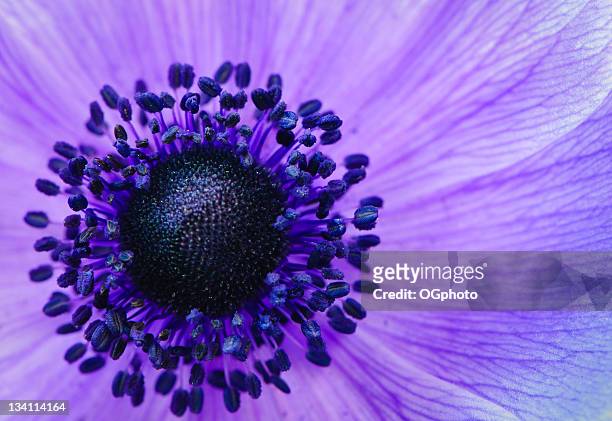 purple anemone poppy - purple flowers stock pictures, royalty-free photos & images