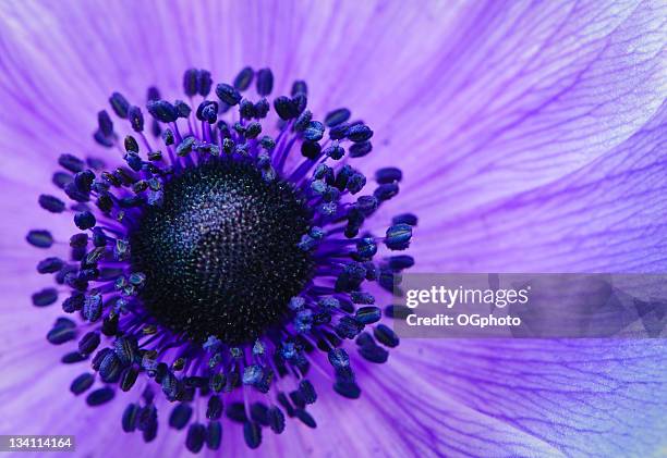 purple anemone poppy - bukettanemon bildbanksfoton och bilder