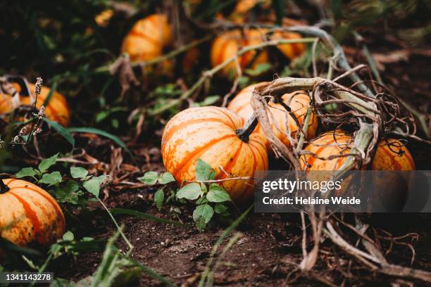 pumkin field - cabaça cucúrbita - fotografias e filmes do acervo