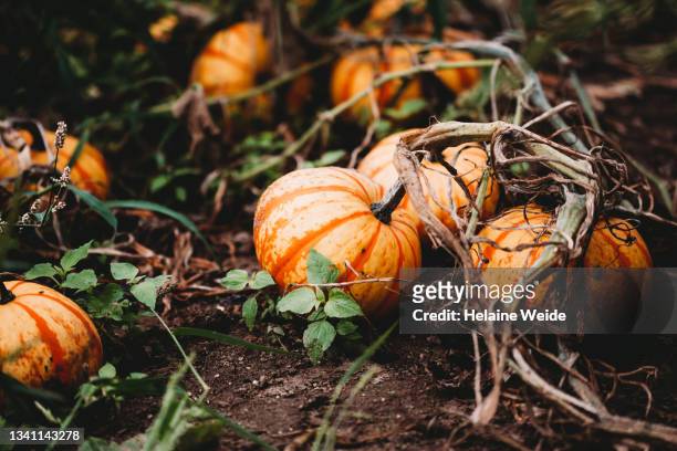 pumkin field - gourd bildbanksfoton och bilder