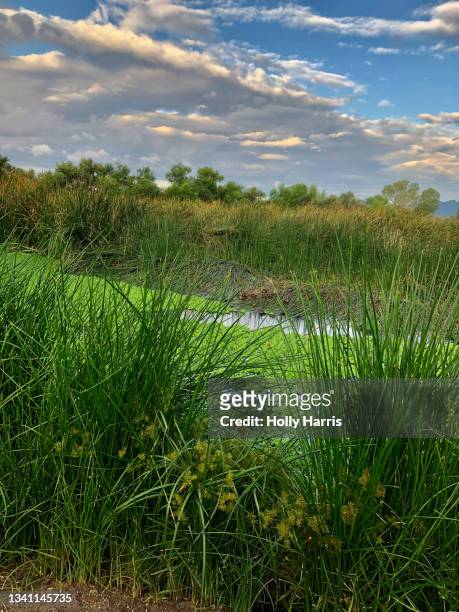 marsh with ducks and clouds in the desert - refúgio nacional de sweetwater imagens e fotografias de stock