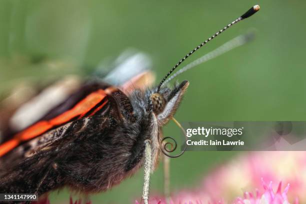 red admiral - vanessa atalanta stock pictures, royalty-free photos & images