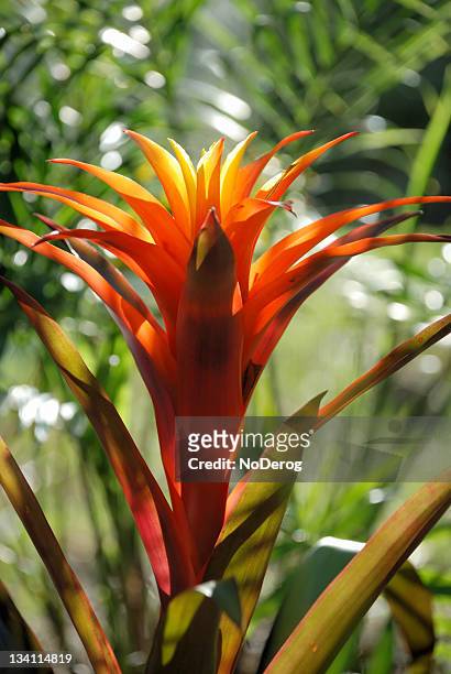 bromeliad plant with brilliant orange flower - bromeliad stock pictures, royalty-free photos & images