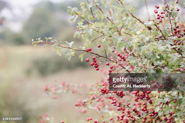 hawthorn berries by the camel trail - hawthorn,_victoria stock pictures, royalty-free photos & images