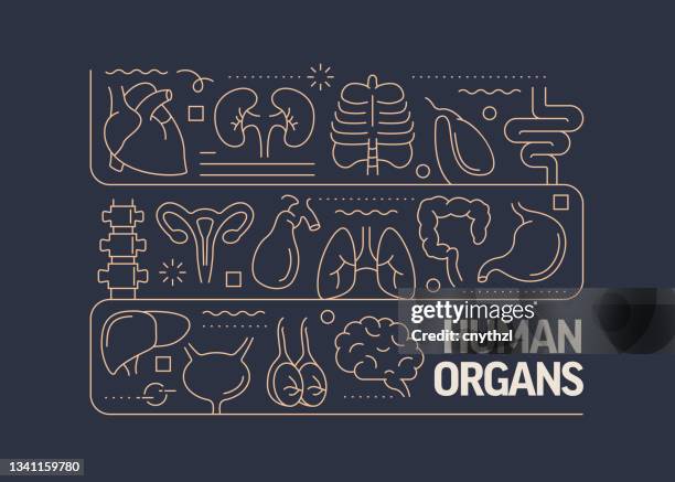 ilustraciones, imágenes clip art, dibujos animados e iconos de stock de órganos humanos y anatomía relacionados con vector concepto de diseño de banner, estilo de línea moderno con iconos - stomach