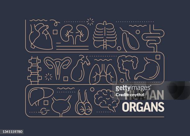 human organs and anatomy related vector banner design concept, modern line style with icons - colon stock illustrations