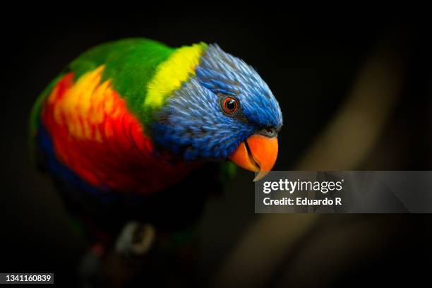 rainbow loris - parrocchetto foto e immagini stock